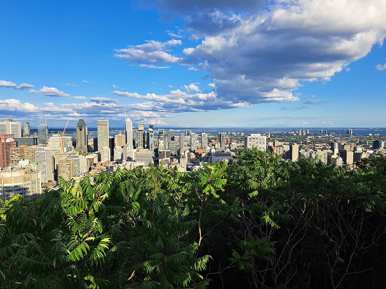 The Montreal skyline seen from the Mount Royal lookout on a summer day